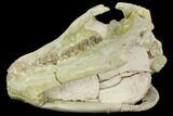 Fossil Oreodont (Merycoidodon) Skull - Wyoming #144151-4